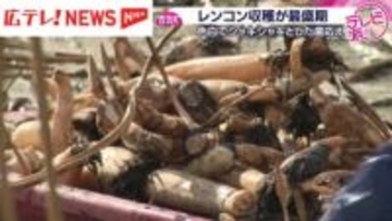 安芸高田市でレンコンの収穫が最盛期