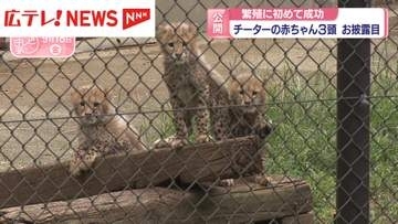 チーターの赤ちゃん3頭お披露目　初の繁殖成功　広島市安佐動物公園