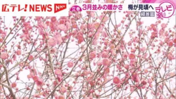 【立春】３月並みの暖かさ　縮景園では梅ほころぶ　広島