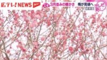 【立春】３月並みの暖かさ　縮景園では梅ほころぶ　広島