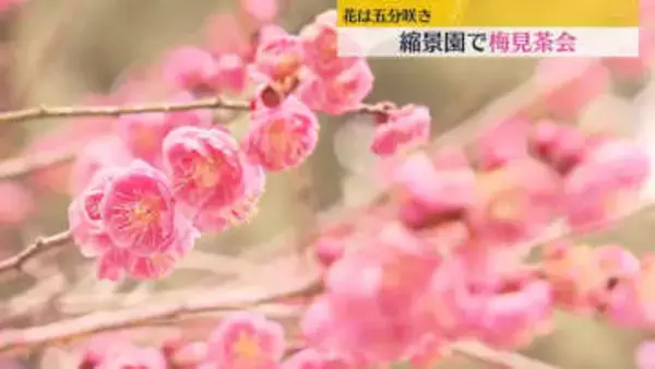 縮景園で「梅見茶会」花は5分咲き　広島市