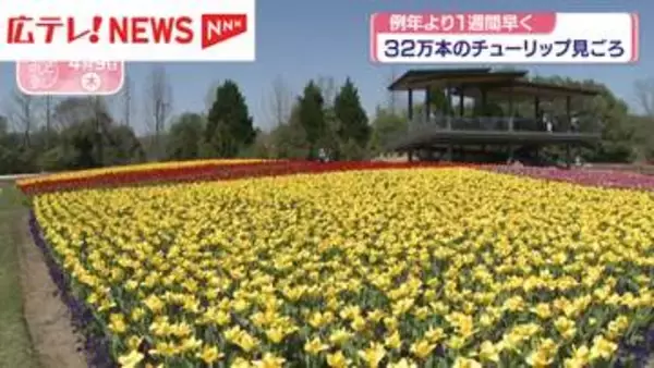 32万本のチューリップが見頃　広島・庄原市 備北丘陵公園