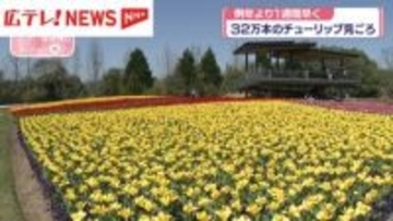 32万本のチューリップが見頃　広島・庄原市 備北丘陵公園