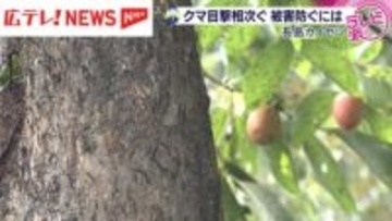 広島県のクマの出没状況は？どのような対策が必要？