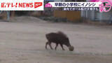 「小学校のグラウンドにイノシシ出没　児童らは登校前でケガ人なし・広島県江田島市」の画像1