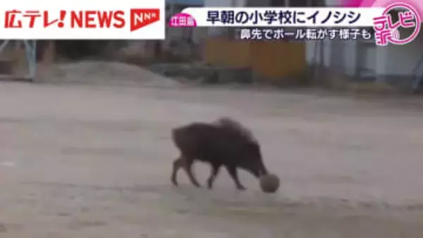 小学校のグラウンドにイノシシ出没　児童らは登校前でケガ人なし・広島県江田島市