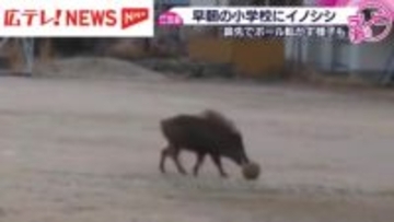 小学校のグラウンドにイノシシ出没　児童らは登校前でケガ人なし・広島県江田島市