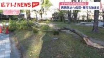 折れたケヤキの大きな枝　再発防止へ伐採・枝打ち始まる