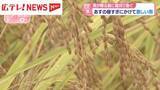 「4日昼すぎにかけて激しい雨　雨が降る前に稲刈り急ぐ・広島」の画像1