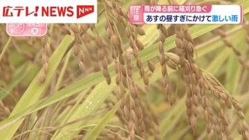 4日昼すぎにかけて激しい雨　雨が降る前に稲刈り急ぐ・広島