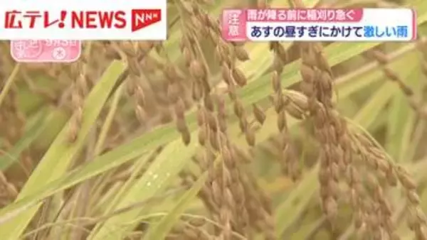 4日昼すぎにかけて激しい雨　雨が降る前に稲刈り急ぐ・広島
