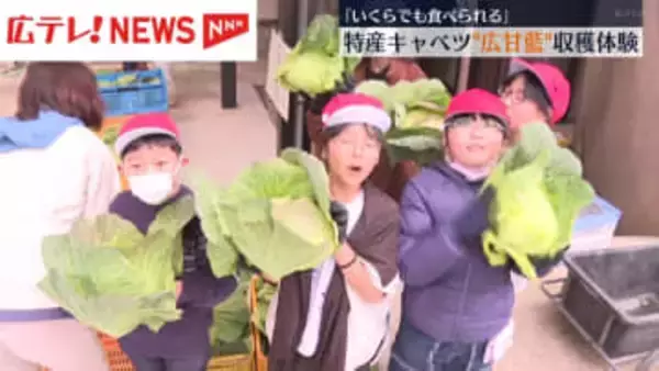 小学生が地元特産キャベツ「広甘藍」の収穫体験　広島・呉市