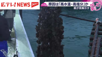 カキ大量死の原因は「高水温・高塩分」が影響か　県が調査結果で可能性示す・広島県