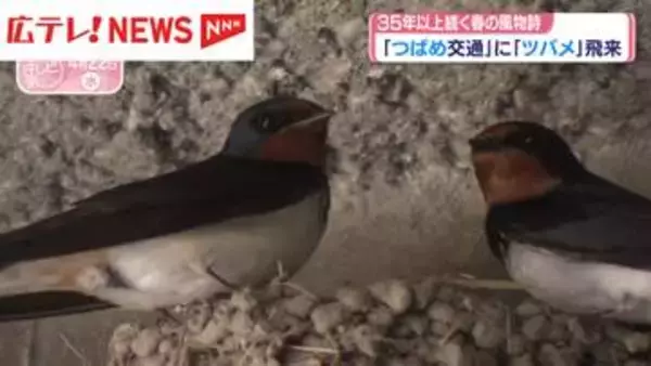 「つばめ交通」に『ツバメ』飛来　35年以上続く春の風物詩　広島市