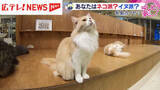 「ネコが経済効果をもたらす？　2月22日はネコの日　長島カイセツ」の画像1