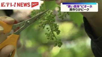 黒い真珠｢ピオーネ｣　房作りがピーク