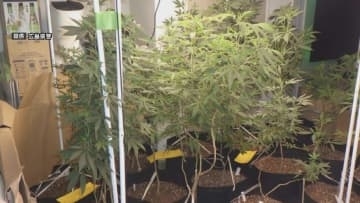 大麻草36鉢を栽培した疑い  男(27)ら3人を逮捕　広島県福山市