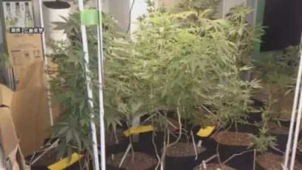 大麻草36鉢を栽培した疑い  男(27)ら3人を逮捕　広島県福山市