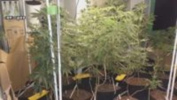 大麻草36鉢を栽培した疑い  男(27)ら3人を逮捕　広島県福山市