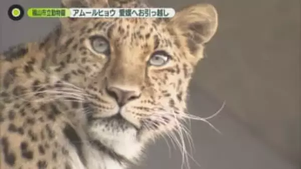 アムールヒョウ 福山市立動物園から愛媛県へお引っ越し