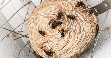 その黄色と黒の虫、9月は凶暴だから絶対気をつけて。「家の庭に」「巨大化してる」黒い服は注意