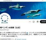 「世界最小のペンギン、どうしても泳げず...泳げるヒナから激励の“ヒレタッチ”⇨「がんばれ」「練習大事」と応援続々」の画像1