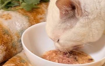 猫の食事スタイル、個性的すぎて飼い主困惑⇒「アーティスティックごはん」の声