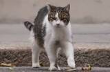 「英“名物猫”のラリー、大統領の写真家をつまづかせそうになり、ネットの話題をかっさらう」の画像1