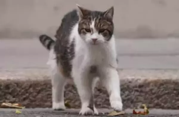 英“名物猫”のラリー、大統領の写真家をつまづかせそうになり、ネットの話題をかっさらう