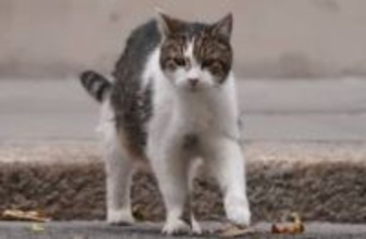 英“名物猫”のラリー、大統領の写真家をつまづかせそうになり、ネットの話題をかっさらう