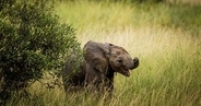 死んだ子ゾウを運ぶメスのゾウ。「胸をえぐられるような衝撃」与える一枚が世界的な写真コンテストで大賞受賞