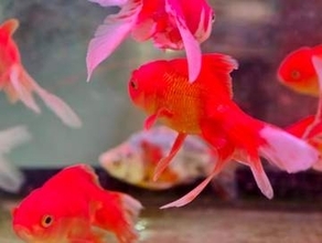 「金魚放流ダメゼッタイ」環境省の日本の生態系に悪影響な『外来種リスト』指定で驚きの声。意外なルーツとは？
