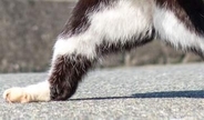 「カンフー猫」がSNSで話題⇒繰り出された”達人技”の数々に「強そう」「かっこいい」と絶賛の声