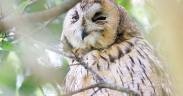 フクロウが撫でられるとこうなる⇒「1頭身w」「やめたら『終わりですか？』って見るのも...」と反響