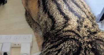 猫の頭にピンと刺さった“ヒゲ”⇒アンテナみたいなシュールな姿に「たまにラジオ受信する」「妖気を感じてる？」と爆笑