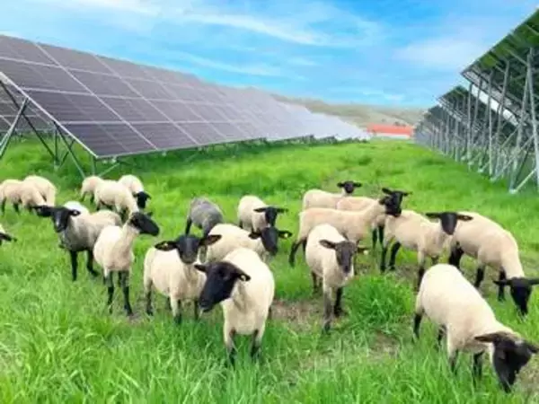 業務スーパー創業者が太陽光発電所で羊を放牧する理由　地域も自然も活かすソーラーグレージングとは