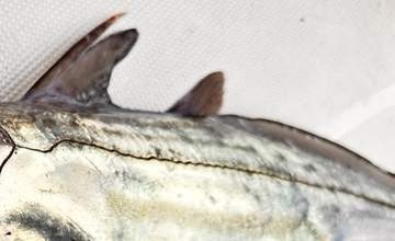 世界記録認定！相模湾の水深201メートルで釣った魚が「まるでサイボーグ」⇨AIを凌ぐ「自然界の不思議」に大反響