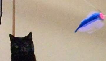 黒猫が“特大ジャンプ”したシルエット、どう見ても...⇨「今日イチ笑いました」「最高」と反響