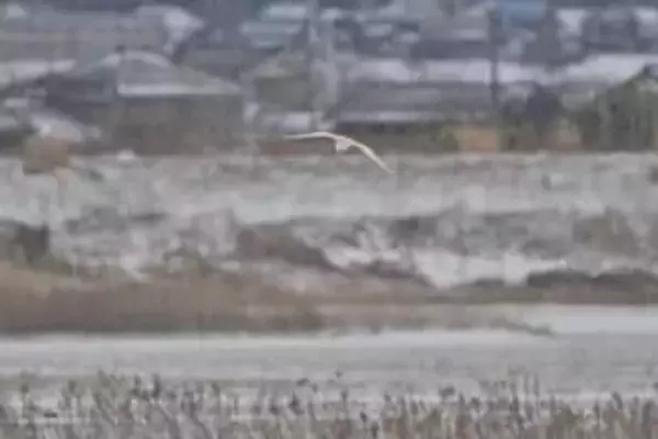 雪の中に静かに佇む「トキ」。環境省が写真を公開、厳しい冬を生きる姿【新潟・佐渡島】