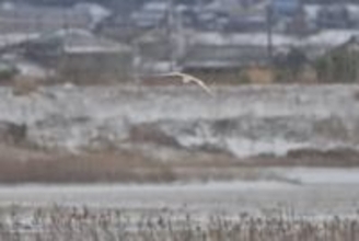 雪の中に静かに佇む「トキ」。環境省が写真を公開、厳しい冬を生きる姿【新潟・佐渡島】