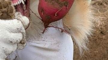 大きいサツマイモの横で小型犬が“激怒”⇨芋掘りの一枚に「獣の顔してる」「シーサー？」と爆笑