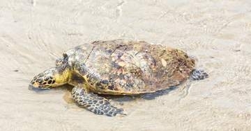 産卵中のウミガメに乗ったインフルエンサーに批判殺到⇨孵化したばかりの子ガメを…オマーン当局が法的措置