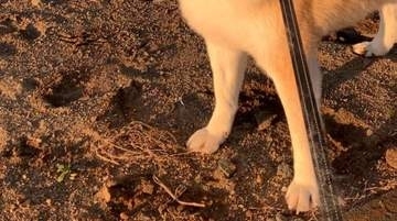 友達づくりに挑戦するも撃沈した愛犬。あまりの“しょんぼり顔”に「わかりみが深い」