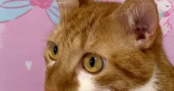 猫の「説明できない動き」に飼い主困惑⇒「チューチュートレインで見た」と爆笑