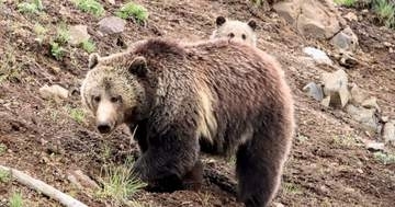 米消防にクマ侵入、装備バッグ奪って出動？「ここから俺に任せて、と言わんばかりだった」ユーモア交えて注意喚起