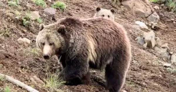 米消防にクマ侵入、装備バッグ奪って出動？「ここから俺に任せて、と言わんばかりだった」ユーモア交えて注意喚起