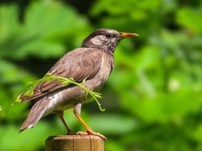 “超巨大”な鳥の大群、流山の空に現る⇨「こんなの初めて見た」「迫力がヤバイ！」市は以前から対策も…