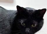 「お腹に“あらゆるリモコン”を吸い込む黒猫⇨不思議な姿に「四次元ポケットの元ネタ？」「ブラックホール」」の画像1