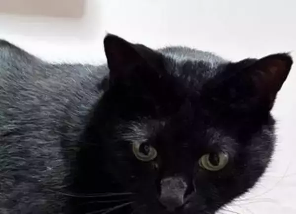 お腹に“あらゆるリモコン”を吸い込む黒猫⇨不思議な姿に「四次元ポケットの元ネタ？」「ブラックホール」