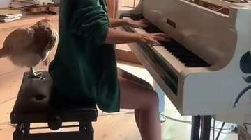ニワトリと暮らすピアノ弾き。演奏中の絶妙な“合いの手”に「タイミングが神w」「鳴き声が曲と合ってる」と8万超「いいね」